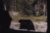 bear in campground