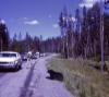 bear in Yellowstone