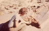 petrified wood
