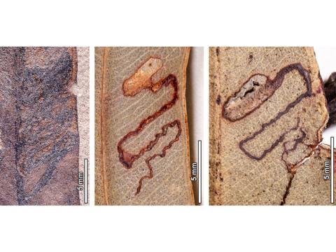 Insect mine damage in fossil Eucalyptus from Laguna del Hunco
