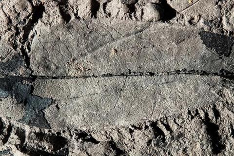 photo of leaf fossil photo of leaf fossil