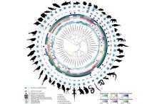 Galaxy platform re-invents genome assembly pipeline, which could inform understanding of human health and evolution.