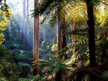 Australia's forest ecosystems