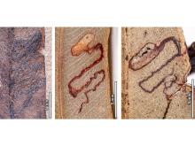 Insect mine damage in fossil Eucalyptus from Laguna del Hunco