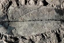 photo of leaf fossil 