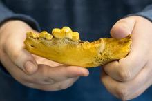 Jawbone of rare dire wolf 