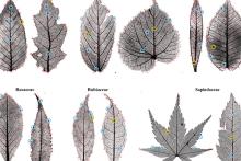 Fossil leaves
