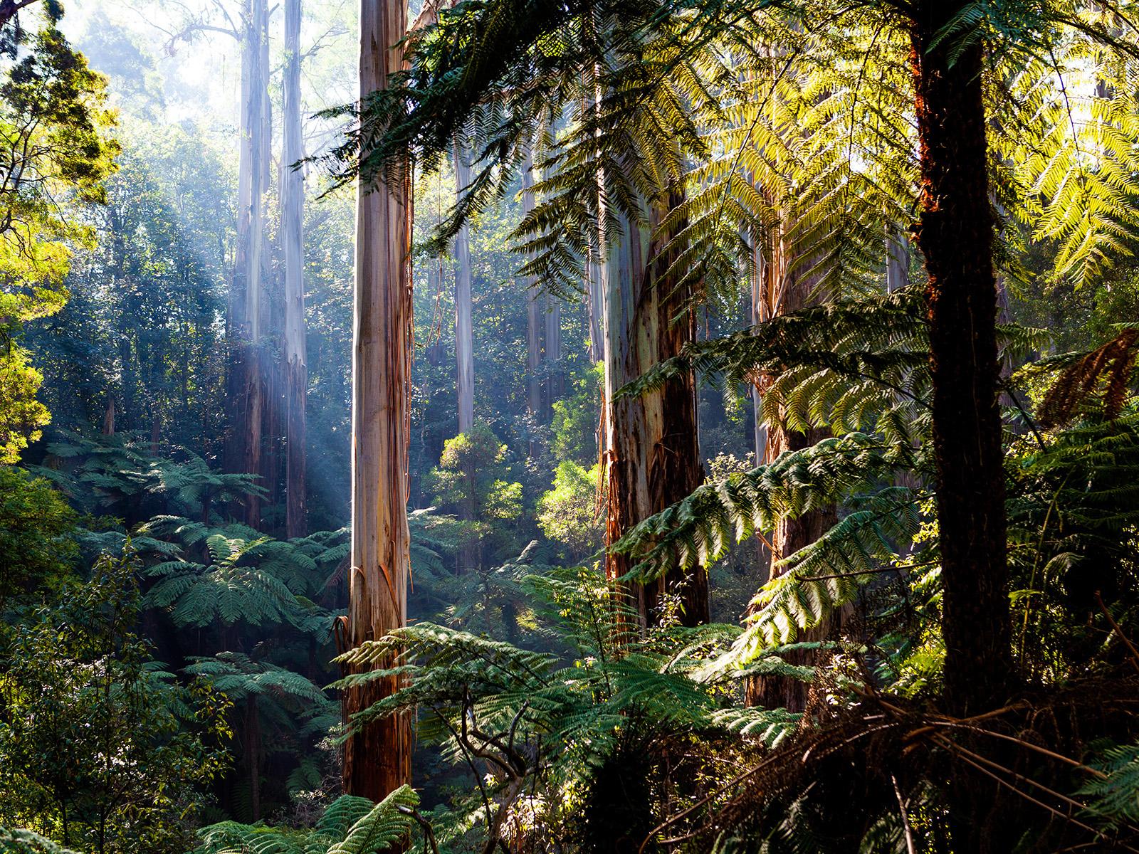 Australia's forest ecosystems