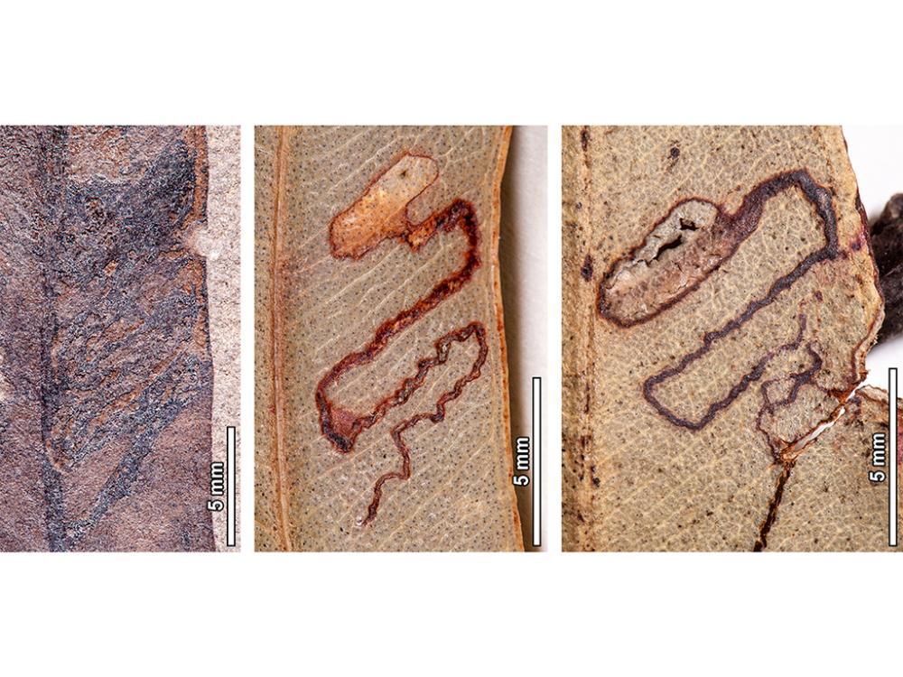 Insect mine damage in fossil Eucalyptus from Laguna del Hunco