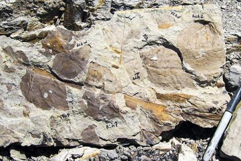 Leaf fossils in rocks from the early Paleocene from the Mexican Hat site in Montana.