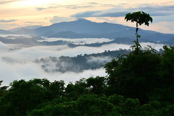 Borneo endangered rainforests